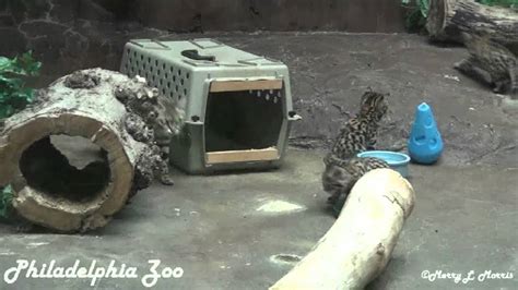 Philadelphia Zoo Black Footed Cat Kittens Out First Time