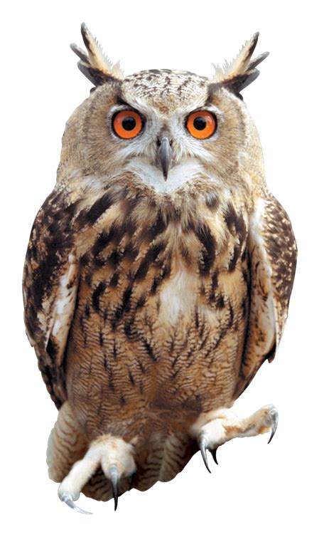 Owl Png