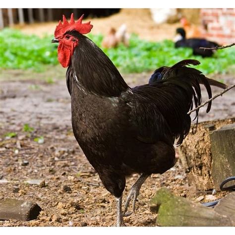 Cackle Hatchery Black Jersey Giant Cockerel Chicken Male 122m