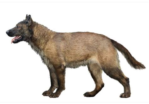 The Extinct Dire Wolf Was Roughly The Size Of Grey Wolves But Stockier