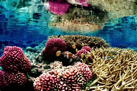 Why Are Coral Reefs Different Colors