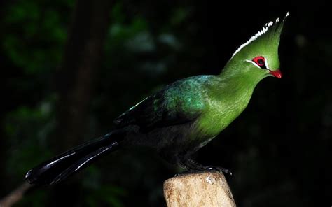 10 Exotic And Unique Birds Around The World Facts Verse