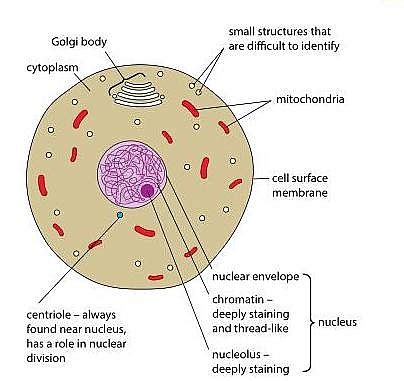 Maybe you would like to learn more about one of these? Animal cell Structure: Diagram/model, Animal cell parts and organelles with their functions