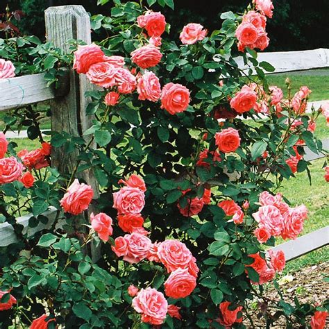 America Live Climbing Rose Plant Fragrant Salmon Pink Flowers Grown