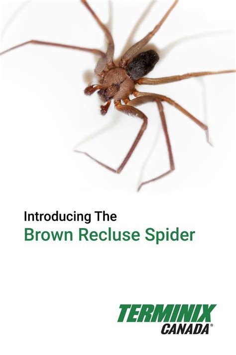 The Brown Recluse Spider Has Been Known To Find Its Way Into Canada In