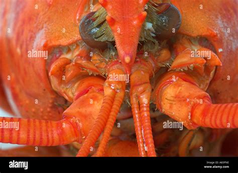 Face Of A Cooked Lobster Stock Photo Alamy