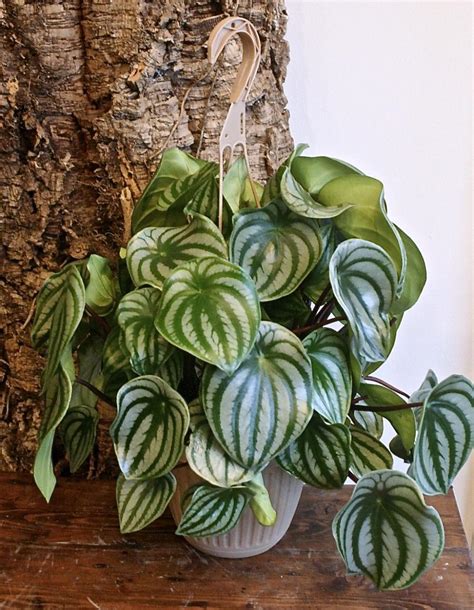 Tropical House Plants Photos