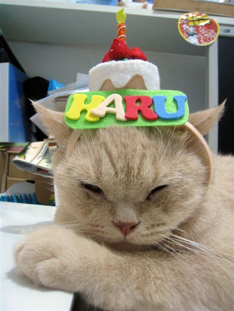 Cat Happy Birthday Hat Happy Birthday Cat Cat Birthday Cat Party