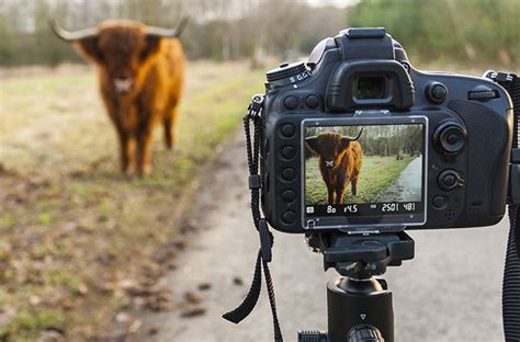 Understanding Shallow Depth Of Field Photography Adobe