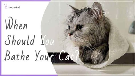 Should you give cats a bath? Do Cats Need Baths? What You Need to Know About Bathing ...
