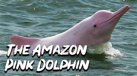 [最も好ましい] amazon river pink dolphin 260600-Amazon pink river dolphin