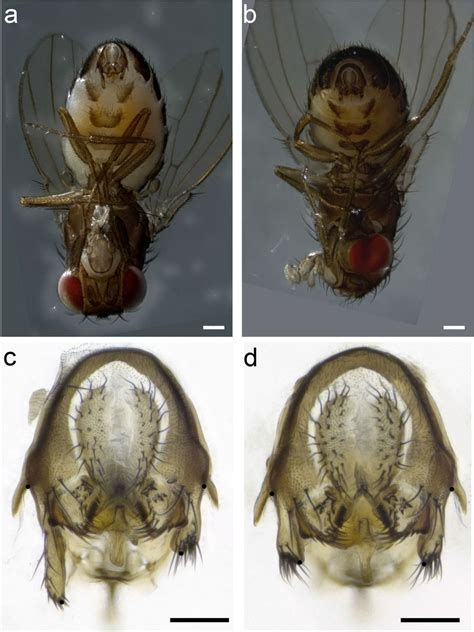 Drosophila Male And Female