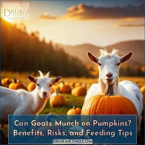 Can Goats Munch On Pumpkins Benefits Risks And Feeding Tips Answered