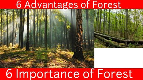 6 Importance Of Forest 6 Advantages Of Forest In Our Life Learn