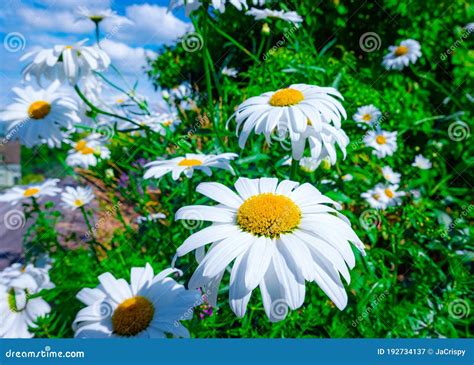 Beautiful Chamomile Flower Blossoms On A Sunny Day Outside Camomile