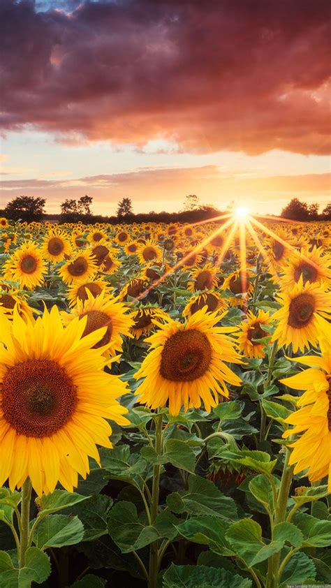 Sunflower Field Sunset Iphone 6 Plus Hd Wallpaper Hd
