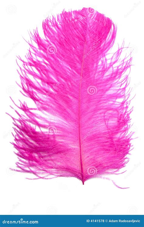 Pink Feather Stock Photo Image Of Animal Lite Flying 4141578
