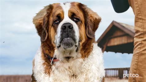 Dog Grooming (Petco) - YouTube