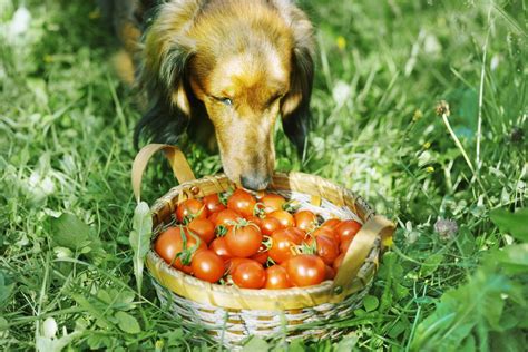 Are Tomatoes Safe For Dogs