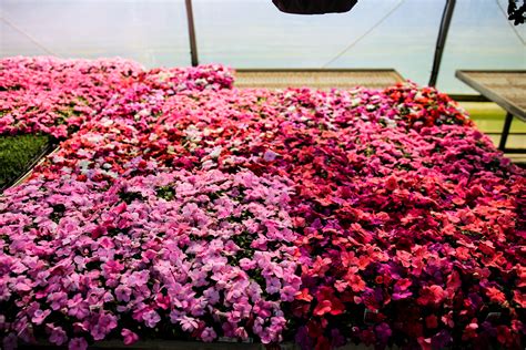 How To Use Bedding Plants To Add Color Stockslager Greenhouse