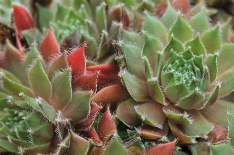 Existen más de 1.700 especies certificadas y todas los cactus tienen su origen en américa, con la excepción de alguna subespecie del cactus rhipsalis, que son un género de cactus colgantes originarios tanto de. Plantas suculentas resistentes al frío (y qué hacer si una ...