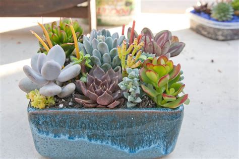 Succulent Arrangement In Blue Square Containerbowl Large Etsy