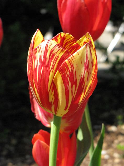 Filetulip With Variegated Colors Wikimedia Commons