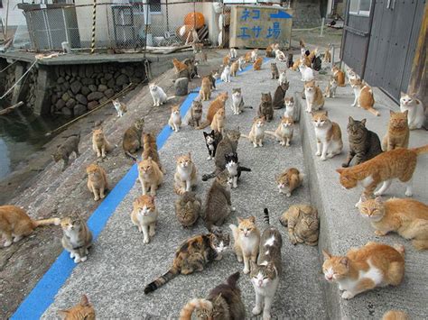 เมื่อเกาะแมวในญี่ปุ่น ขออาหารจากชาวเน็ต ผลลัพธ์ที่น่าทึ่งจึงเกิดขึ้น