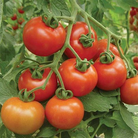 Solanum Lycopersicum Goliath Cluster Tomato Eberts Greenhouse
