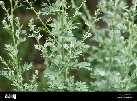 Artemisia Absinthium Wormwood Weed Closeup Stock Photo Alamy