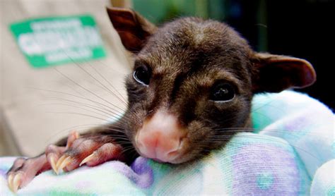 Qoin Supporting Australias Largest Wildlife Hospital Qoin Merchant