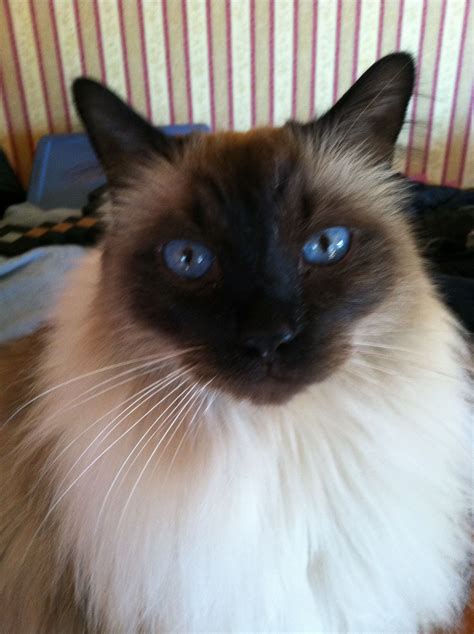 Nathan The Balinese Cat Balinese Cat Cats Pretty Cats
