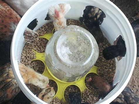 Ive had my two chickens for a few weeks, and have been letting them roam in the garden as much i think you have to adapt your garden to suit your hens and limit the damage, but it is possible to still i find it's not the eating, it's the powerful scratching, and as someone else says, it's the mess of soil all. DIY Chicken Feeder NO MESS Bulk Cheap & Easy to Do! | Home ...