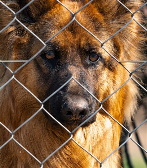 Dog Behind The Fence Przemyslaw Zakrzewski On Fstoppers