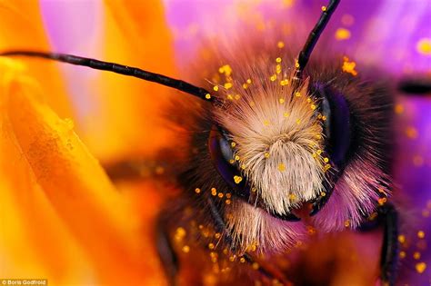 The Best Capture Macro Photography Of Insect 99inspiration
