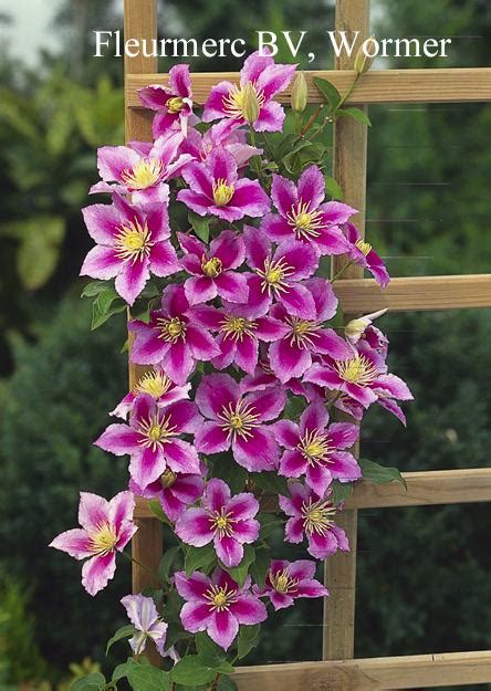 Two sets of flowers grace this stellar performer. CLEMATIS PIILU