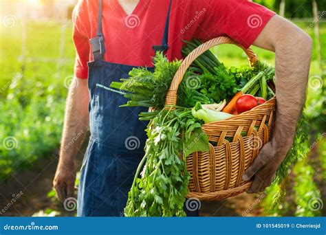 Man Holding Basket With Vegetables Stock Image Image Of Background