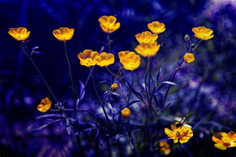 102132 Buttercups Flowers Purple Yellow 5k Wallpaper 4k Hd Wallpapers