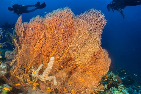 Red Sea Coral Reefs And Water Plants Photographs Picture And Hd Photos