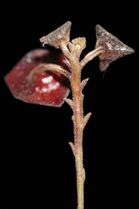 Thottea Praetermissa Aristolochiaceae If Youre Using Any Flickr
