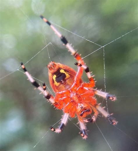 Orange Orb Weaver Spider Ventral View Araneus Marmoreus Araneus