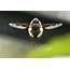 Large Bee Fly  PentaxForumscom