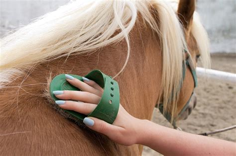 Horse Grooming · Equis Save Foundation