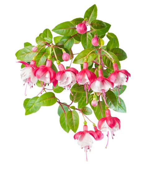 Red And White Branch Fuchsia On White Stock Image Image Of Petals