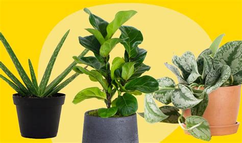 The 10 Best Houseplants To Invest In And Where To Buy Them