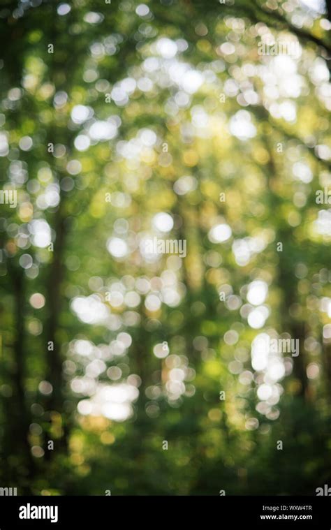 Bokeh Forest Backdrop Abstract Forest Backdrop Blurry And Bokeh