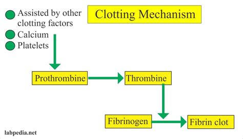 Too little clotting can cause excessive bleeding from minor injury. Clotting Time (C T) - Labpedia.net
