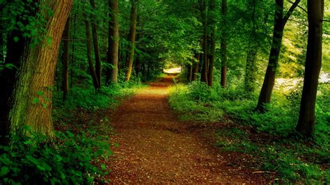 Forest Path Wallpapers Top Free Forest Path Backgrounds