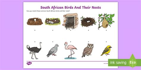 South African Birds And Their Nests Worksheet Teacher Made
