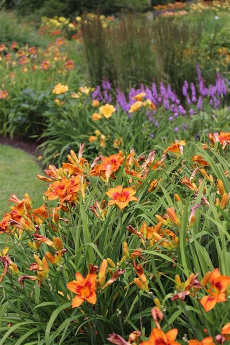 5 Tips For Growing Daylilies Longfield Gardens Longfield Gardens